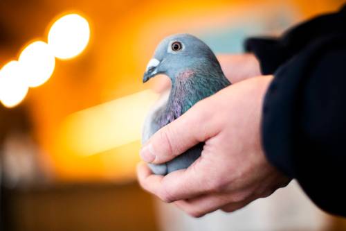 Bill Voulgaris, president of the Winnipeg Pigeon Flyers club, said the breed&rsquo;s intense desire to return home makes it extremely unlikely the birds would linger in neighbouring yards or properties or leave droppings in them. (Francisco Seco / The Associated Press files)