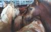 MIKE APORIUS / FREE PRESS FILES
                                In Japan, horse meat is sold raw and is considered a delicacy.