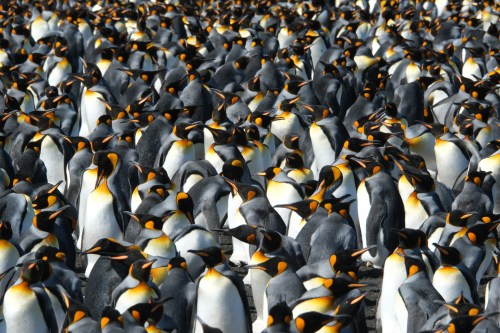In this photo provided by Gaël Bardon, part of the king penguin colony is visible at La Baie du Marin, Possession Island, Crozet Archipelago, Jan. 16, 2026. (Gaël Bardon/CSM/CNRS/IPEV via AP)