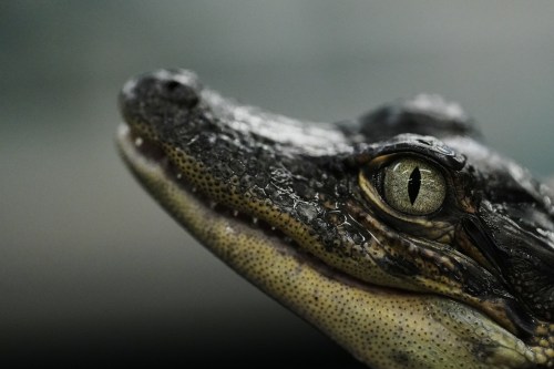 A baby alligator is held Tuesday, Jan. 20, 2026, at Rockefeller Wildlife Refuge in Grand Chenier, La. (AP Photo/Joshua A. Bickel)