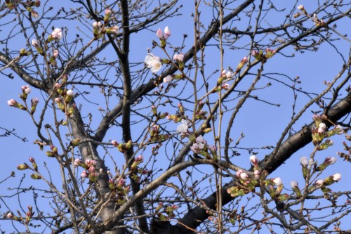 A cherry tree comes into bloom in Kofu, Japan, Monday, March 16, 2026. (Kyodo News via AP)
