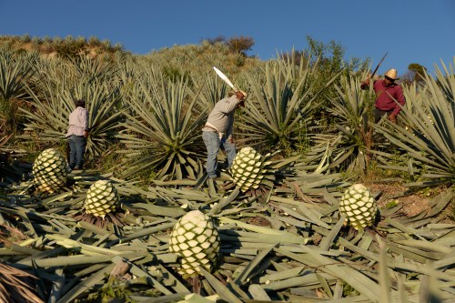 Workers cut agave pineapples used to produce mezcal in Nejapa de Madero, Oaxaca, Thursday, Jan. 22, 2026. (AP Photo/Claudia Rosel)