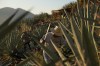 A worker cuts an agave pineapple used to produce mezcal in Nejapa de Madero, Oaxaca, Thursday, Jan. 22, 2026. (AP Photo/Claudia Rosel)