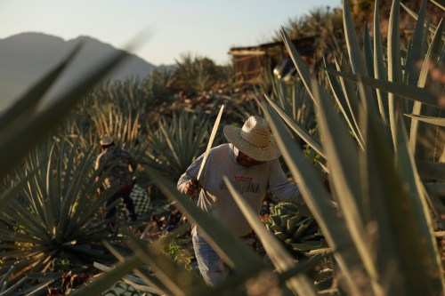 A worker cuts an agave pineapple used to produce mezcal in Nejapa de Madero, Oaxaca, Thursday, Jan. 22, 2026. (AP Photo/Claudia Rosel)