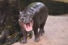 FILE - Hippo Moo Deng, which turned one year old, yawns at the Khao Kheow Open Zoo in Chonburi province, Thailand, on July 10, 2025. (AP Photo/Sakchai Lalit, File)