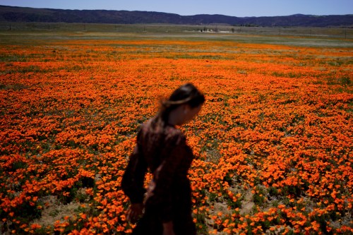 FILE - Elena Ivanov, visiting from San Jose, Calif., walks across a field covered with blooming poppies near the Antelope Valley California Poppy Reserve in Lancaster, Calif., March 30, 2022. (AP Photo/Jae C. Hong, File)