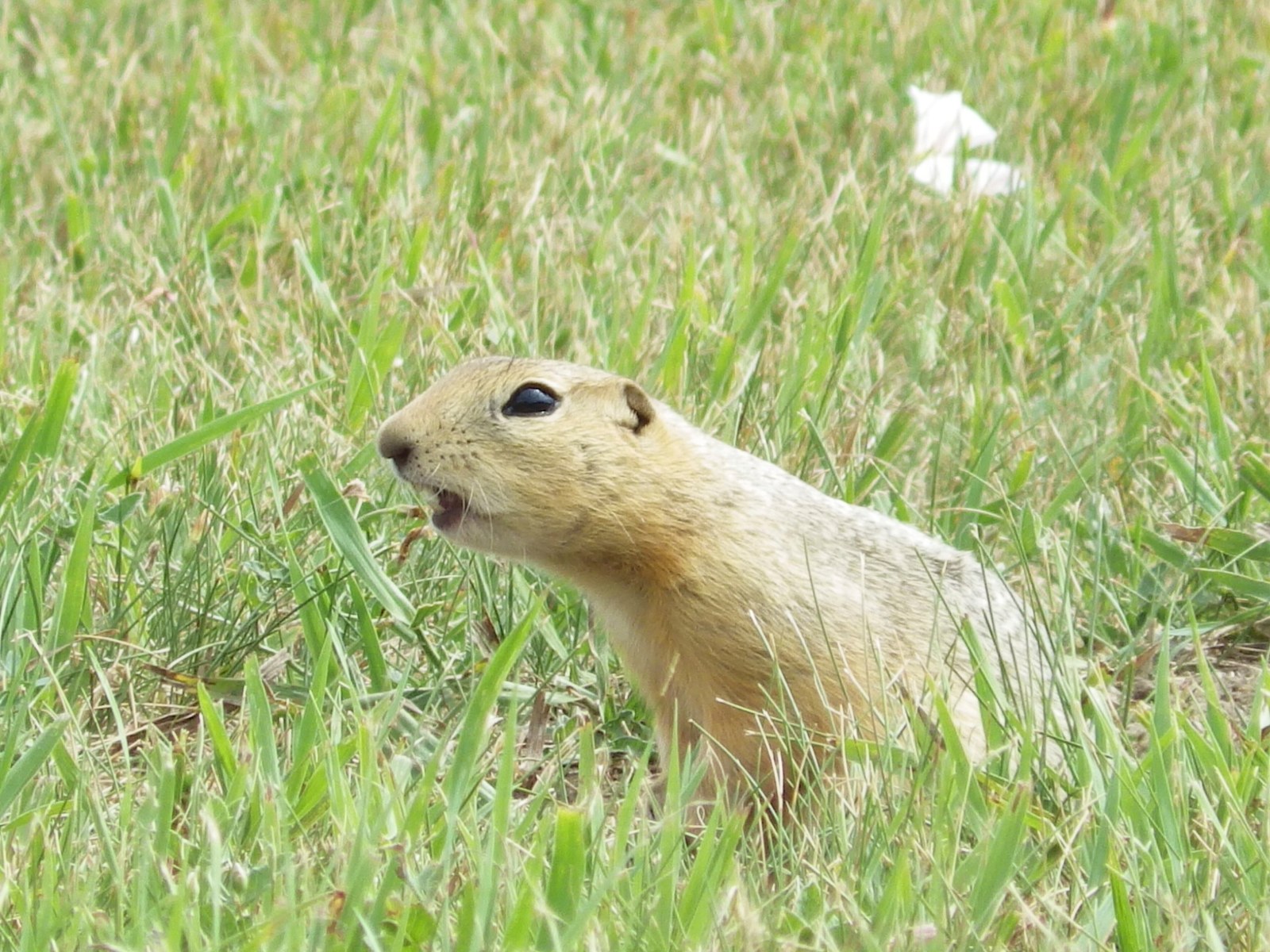 Ottawa allows temporary use of gopher poison in Alberta, Saskatchewan ...