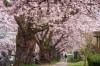 People walk down a street lined with cherry blossom trees in full bloom, in Vancouver, on Monday, March 23, 2026. THE CANADIAN PRESS/Darryl Dyck