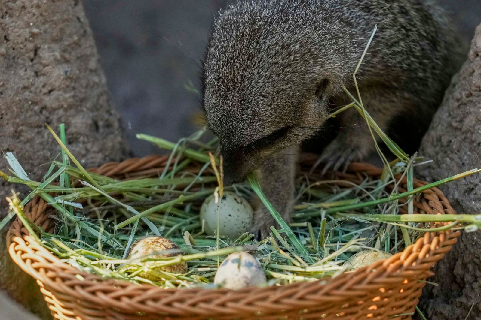 Chilean Zoo Organizes Annual Easter-Themed Food Hunt for Animals