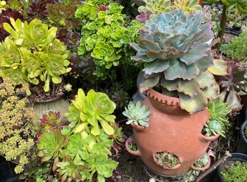 A lushly planted strawberry pot serves as a focal point in a succulent garden in Sacramento, Calif., on March 30, 2026. (Luz Yuhas via AP)