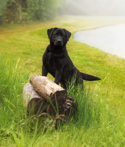 A Labrador Retriever is shown in this undated handout photo. THE CANADIAN PRESS/Handout — Canadian Kennel Club (Mandatory Credit)