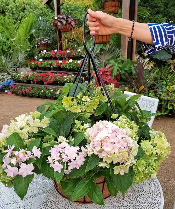 Hydrangea Haba for hanging baskets (Colleen Zacharias photo)