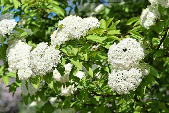 Name this plant: Viburnum prunifolium (Wikimedia Commons)