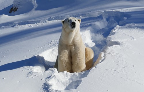 YelleÂ aÂ 20-year-oldÂ male Polar Bear seen in this undated photo, arrived at the Calgary Zoo on Tuesday from QuebecâsÂ Zoo Sauvage de Saint-FÃ©licien.Â THE CANADIAN PRESS/Handout - Zoo sauvage de Saint-FÃ©licien. (Mandatory Credit)
