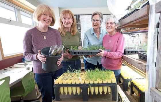 From left: Linda Chiappetta, Sandy McCowan, Gerry Pearson and Sandy Handsford holding some of the seedlings in the greenhouse at Living Prairie Museum. (Ruth Bonneville / Free Press)