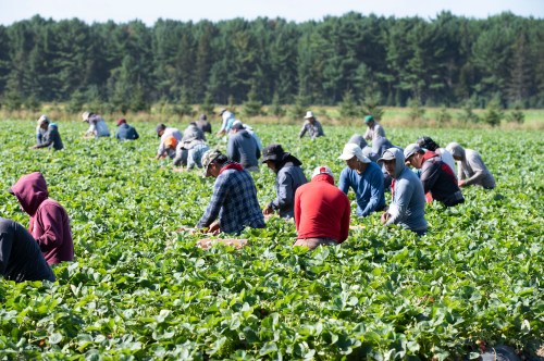 Mexican and Guatemalan workers pick strawberries at a farm in Pont Rouge, Que., Tuesday, Aug. 24, 2021. THE CANADIAN PRESS/Jacques Boissinot