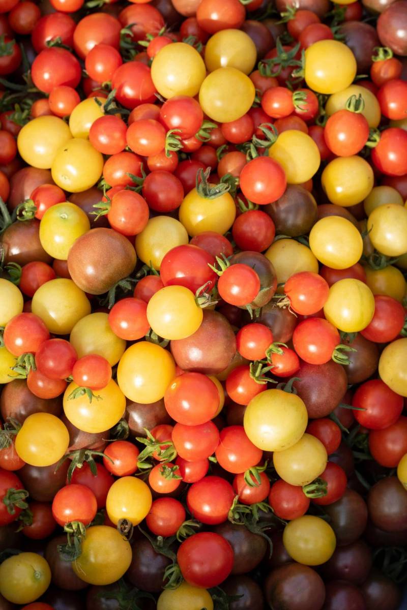 Mike Thiessen / Winnipeg Free Press
                                Too many cherry tomatoes? Grown Next Door can help you find people who will take them off your hands.