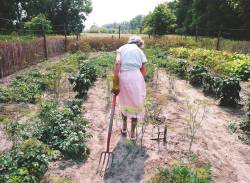 Supplied
                                Agatha Bock works 54 acres of vegetables and fruit, doing everything from seeding to harvesting by hand.