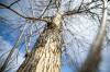 MIKAELA MACKENZIE / FREE PRESS 	 An infested ash tree on Overton Street near the the Glenwood Community Centre, where the city has found an emerald ash borer beetle outbreak, on Wednesday, April 1, 2026. Standup. Free Press 2026