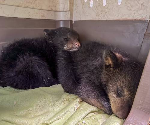 JUDY STEARNS PHOTO
                                Three black bear cubs were orphaned after someone shot and killed their mother.