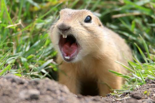 Rodenticides will be used to treat athletic fields at nine parks in the city to control the ground squirrel population. (Free Press files)