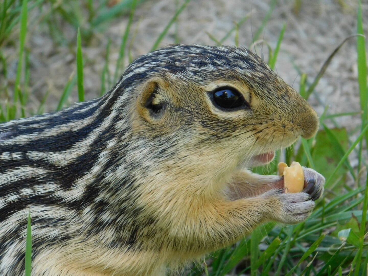 What to do with inconvenient wildlife