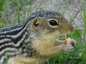 Submitted / Scott Forbes
                                A 13-lined ground squirrel that shares Scott Forbes&rsquo; property.