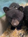 SUPPLIED
                                One of the three orphaned bear cubs currently residing at the Black Bear Rescue Manitoba after their mother was shot and killed in late March. Conservation officers are looking for information about the shooting and a $10,000 reward mostly made up of public donations is being offered.