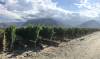 Ben Sigurdson / Free Press files
                                Malbec grapes have been planted further up the slopes of the Andes mountains in Argentina to take advantage of cooler temperatures and more sunlight.