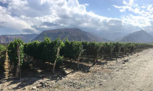 Ben Sigurdson / Free Press files
                                Malbec grapes have been planted further up the slopes of the Andes mountains in Argentina to take advantage of cooler temperatures and more sunlight.