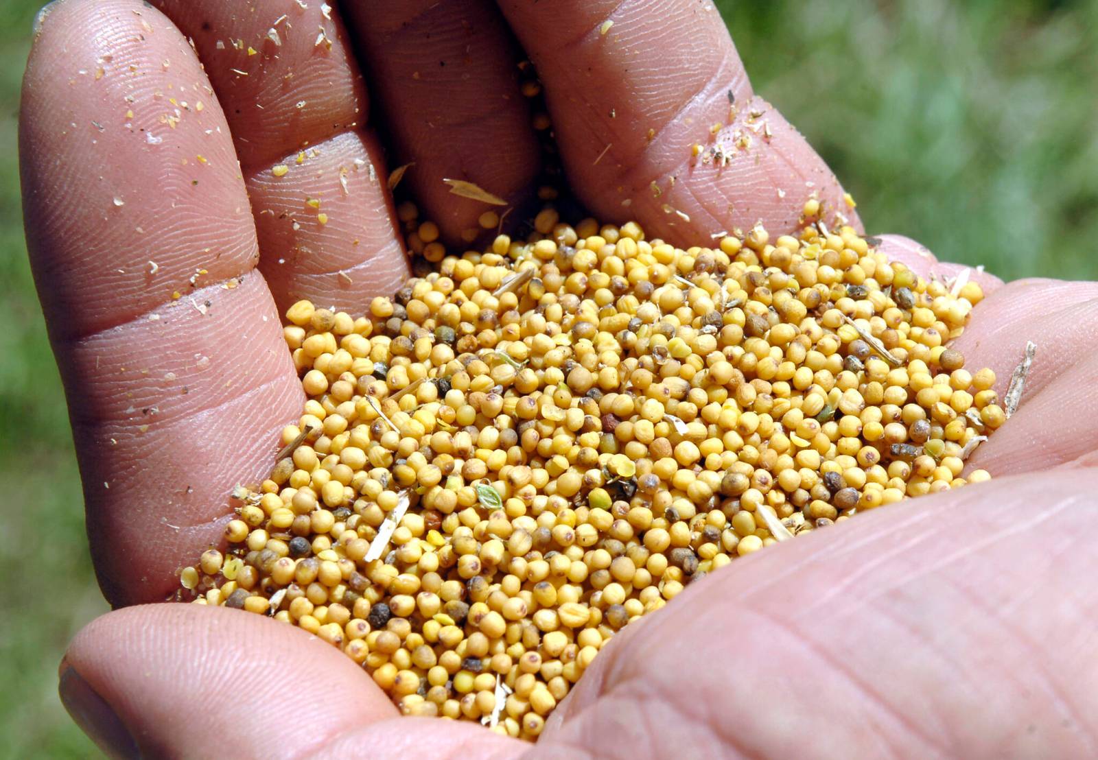 Mustard farmers face cross-pollination risk