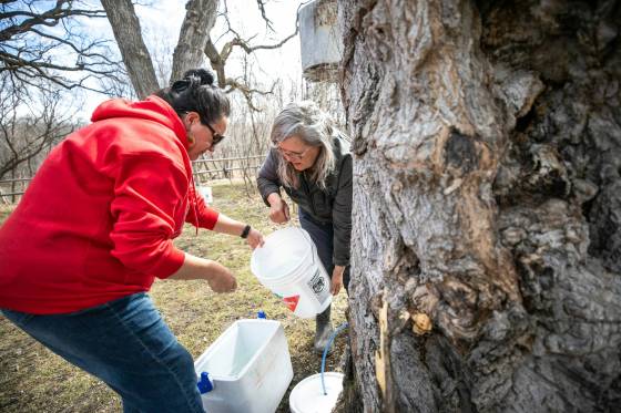 Louise May (right) with kookum Christine Cyr (left) tap a tree at the St. Norbert Arts Centre. (Mikaela MacKenzie / Free Press)