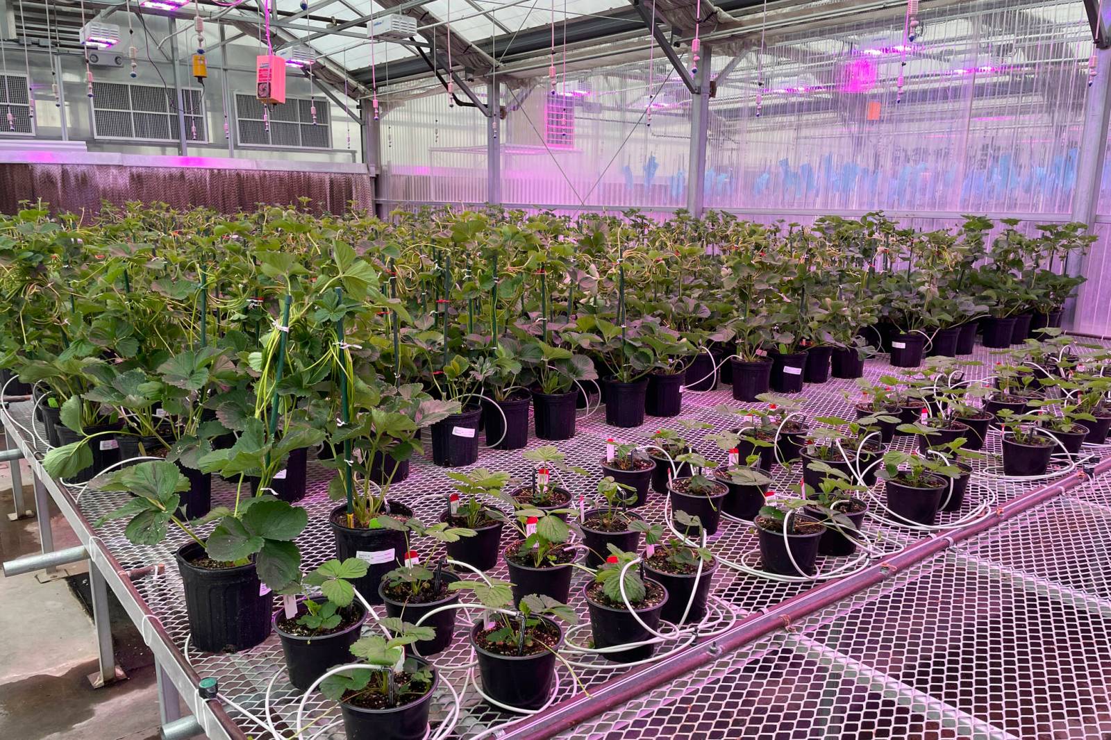 winnipegfreepress.com - Laura Rance-Unger - Opinion: Food safety, security concerns evergreen