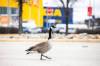 MIKAELA MACKENZIE / FREE PRESS
                                Unlawfully killing a migratory bird or attempting to do so is a federal offence.