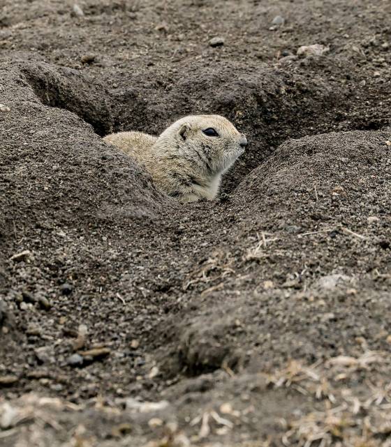 The gopher has become a cute city-park critter, but it hasn't always enjoyed an adorable public image. (John Woods / Free Press)