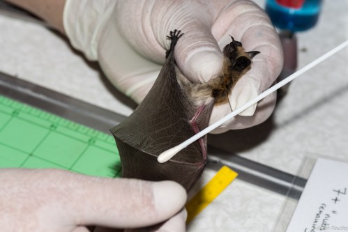Canadian biologists swab a bat wing for their research in this undated handout photo. THE CANADIAN PRESS/Handout — Ian Routley (Mandatory Credit)