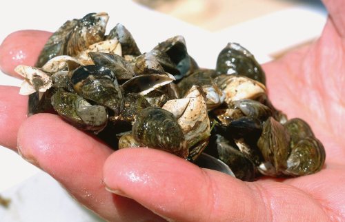 Inland Seas Education Association instructor Conrad Heins holds a cluster of zebra mussels that were taken from Lake Michigan on May 3, 2007, during a school ship science outing on Lake Michigan off Suttons Bay, Michigan. THE CANADIAN PRESS/AP, John L. Russell