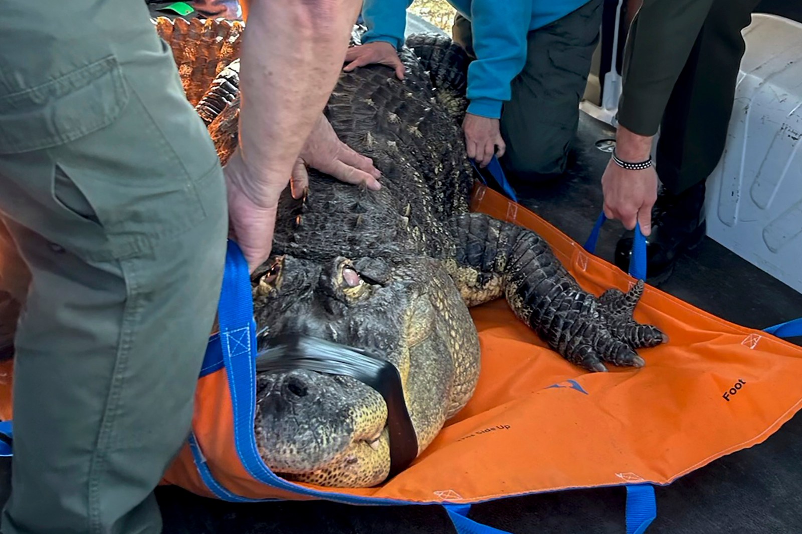 New York Man Relinquishes 12-Foot Alligator Kept as Pet for Over 30 Years