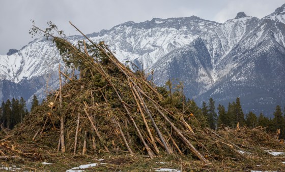A burn pile of trees from a clear cut fire break that is part of wildfire mitigation steps being taken in Canmore, Alta., in March. (Jeff McIntosh / The Canadian Press files)