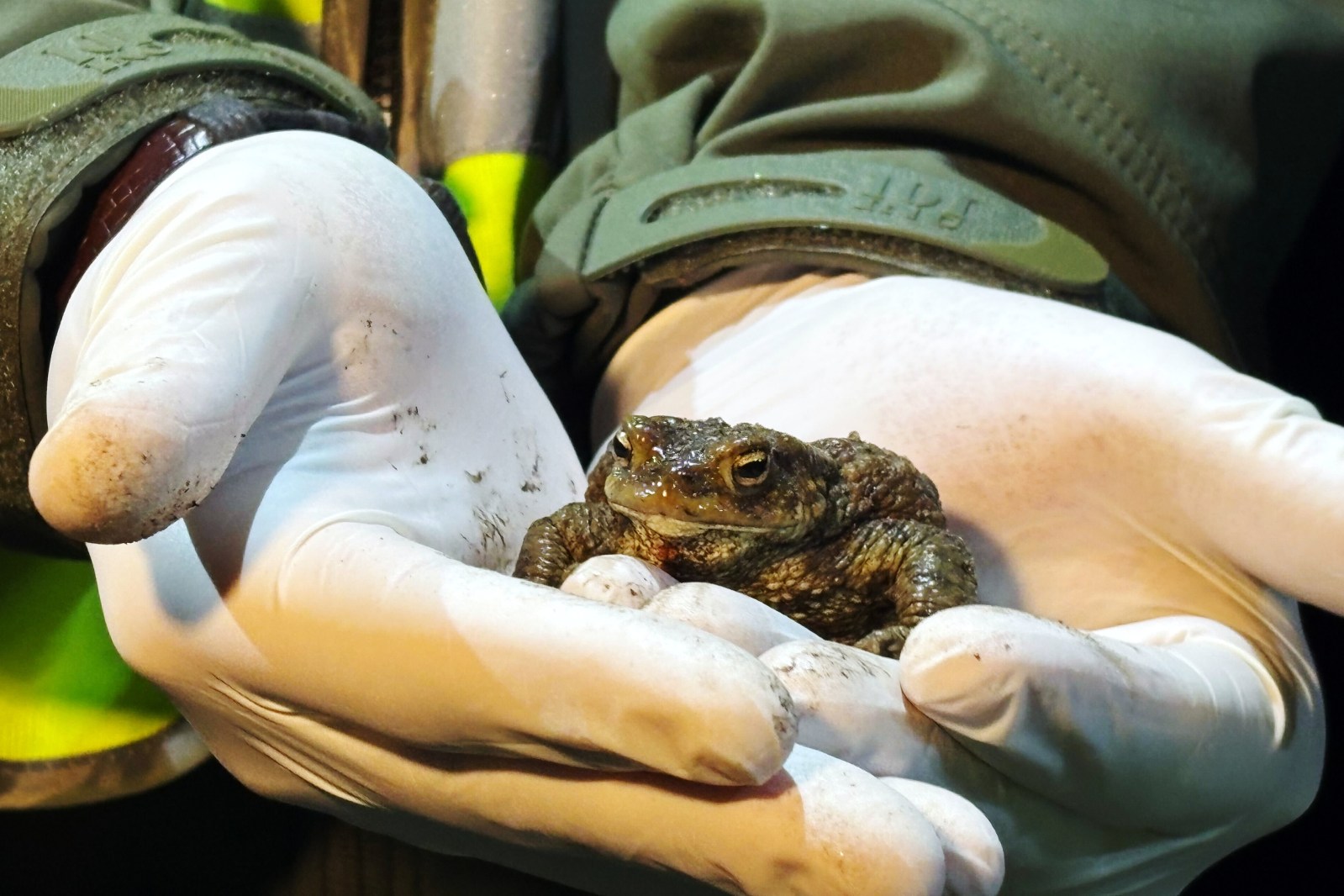 Volunteers in Poland Assist Amphibians Crossing Road During Spring Migration Near Warsaw
