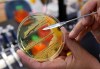 A growth of salmonella in a petri dish at IEH Laboratories Monday, May 17, 2010, in Lake Forest Park, Wash. THE CANADIAN PRESSS/AP-Elaine Thompson