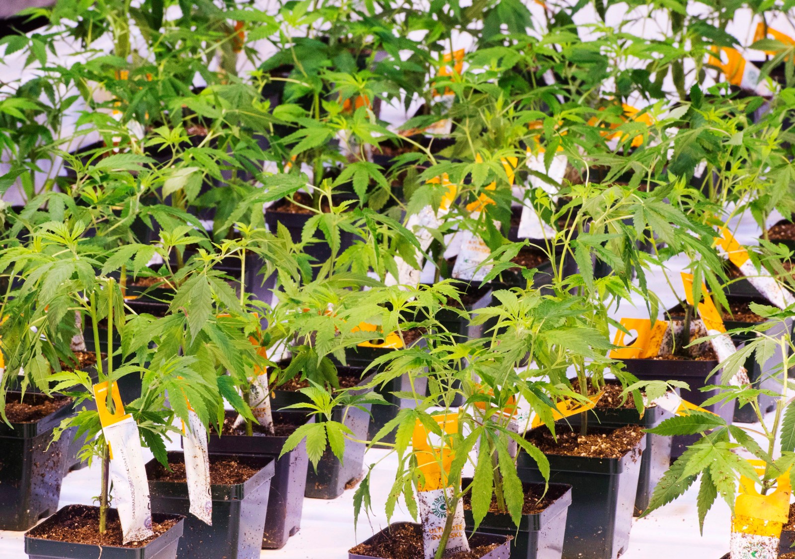 winnipegfreepress.com - The Canadian Press - Aurora Cannabis Inc. buys Safari Flower Co. in $26.5M deal