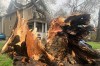 An uprooted tree rests on a home following a severe storm Wednesday, April 15, 2026, in Ann Arbor, Mich. (AP Photo/Mike Householder)