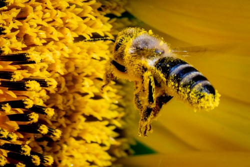 A bee collects pollen from a sunflower in a field on the outskirts of Frankfurt, Germany, Friday, Aug. 2, 2024. (AP Photo/Michael Probst)