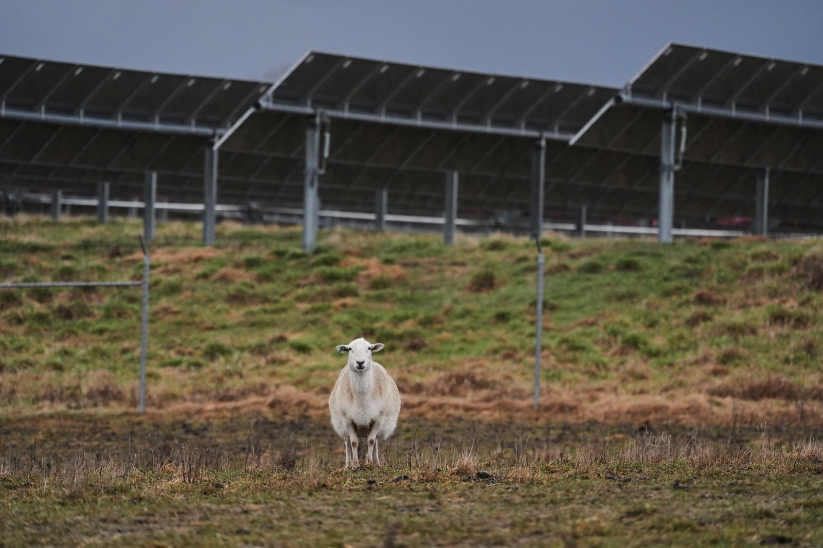 winnipegfreepress.com - Ayurella Horn-muller Of Grist And Melina Walling, Joshua A. Bickel And M.k. Wildeman Of, The Associa - Some American farmers bet on solar. Then Trump changed the rules