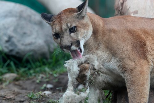 A cougar plays with a piece of wool at the Parque de las Leyendas Zoo, in Lima, Peru, Wednesday, Dec. 9, 2020. (AP Photo/Martin Mejia)