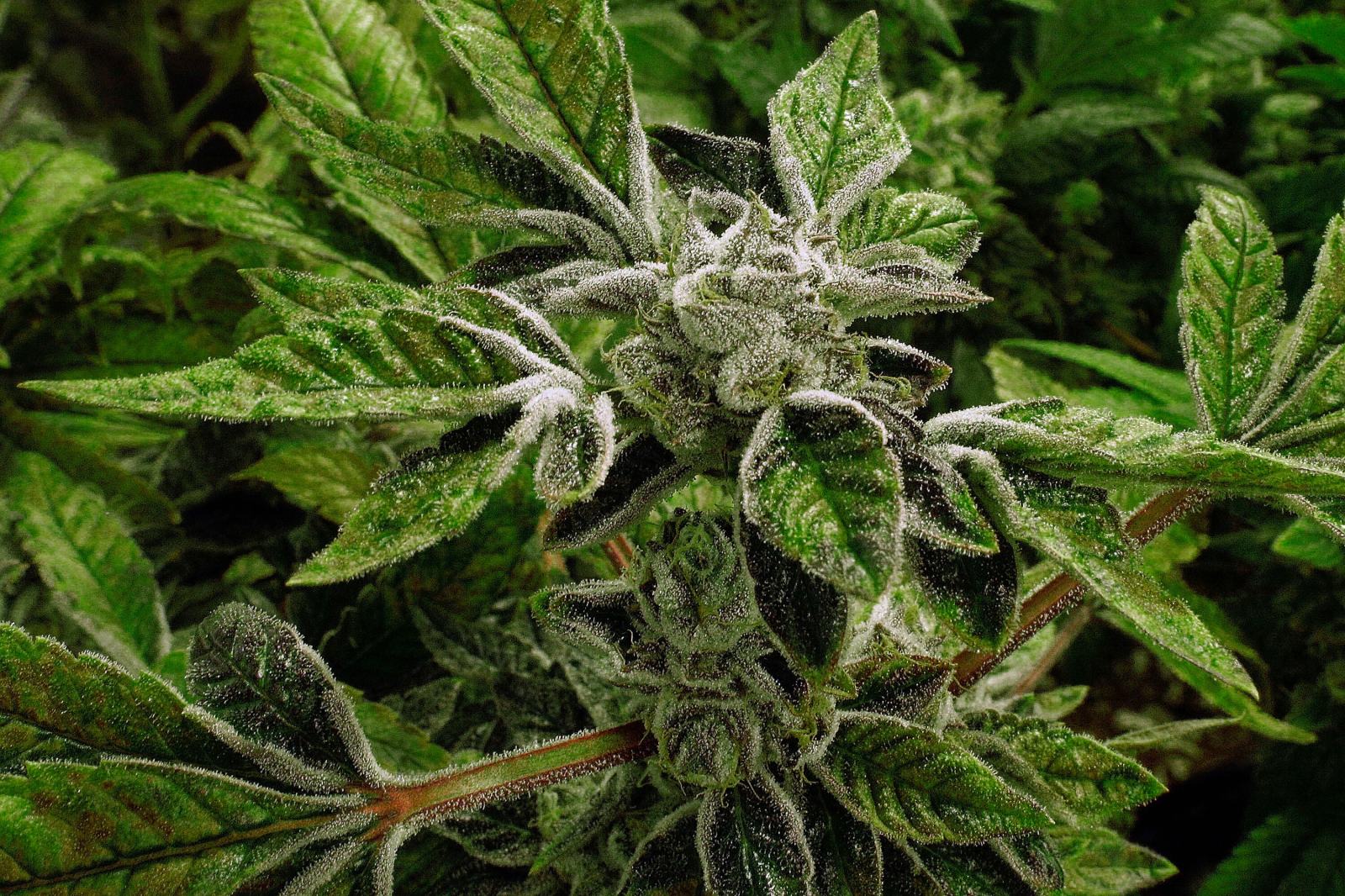 winnipegfreepress.com - Alanna Durkin Richer And Gene Johnson, The Associated Press - Trump reclassifies state-licensed medical marijuana as a less-dangerous drug in a historic shift