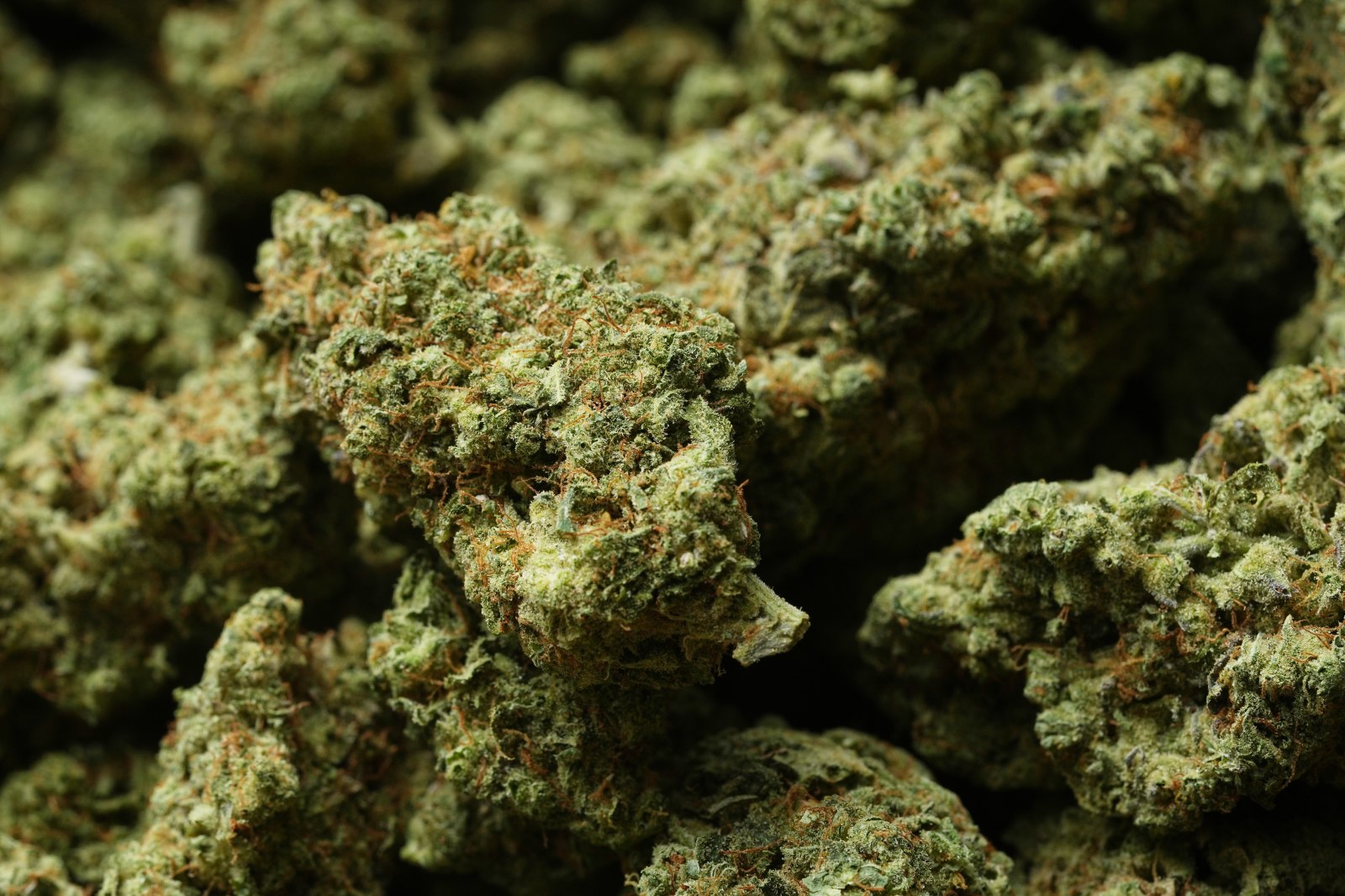 winnipegfreepress.com - Gene Johnson, The Associated Press - Reclassifying marijuana as a less dangerous drug might only be the first step for Trump