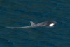 A two-year-old female orca calf is seen in a lagoon at Zeballos, B.C., on Wednesday, April 17, 2024. THE CANADIAN PRESS/Chad Hipolito