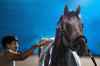 Kentucky Derby entrant Fulleffort gets a bath after a workout at Churchill Downs Monday, April 27, 2026, in Louisville, Ky. (AP Photo/Charlie Riedel)